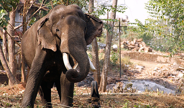 V Zimbabwe zemřel opoziční poslanec, jeho auto při nehodě narazilo do slona