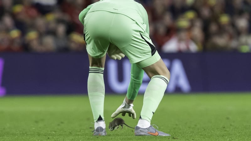 Hvězdný brankář Courtois chytal krysu přímo na hřišti. Rozbouřil 32 tisíc lidí na tribunách