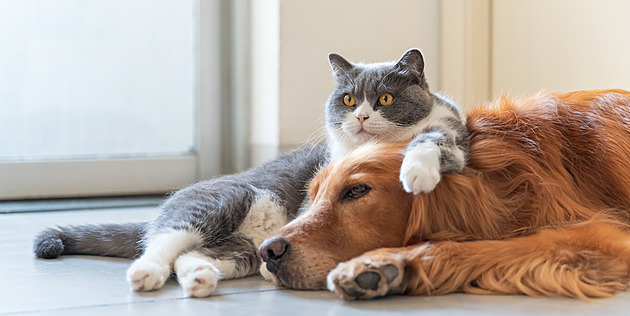 Hlasujte pro nejroztomilejší mazlíčky, hrají o prémiové krmivo, vy o román