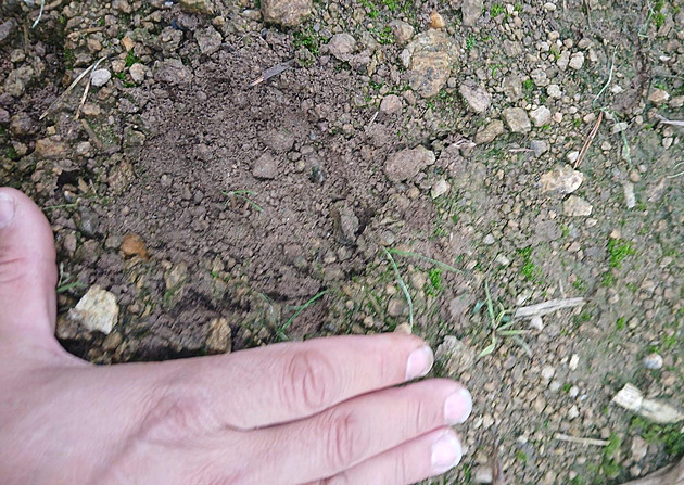 U Týna nad Vltavou spatřil myslivec velkou šelmu, může to být puma