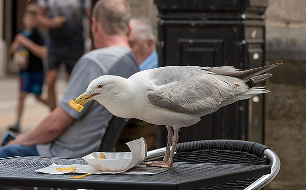 Kradli vám drzí rackové na dovolené jídlo? Experiment zjistil, jak na ně