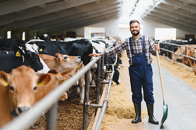Záskok ke kravám, když má farmář volno. Brusel chce dostat do zemědělství mladé
