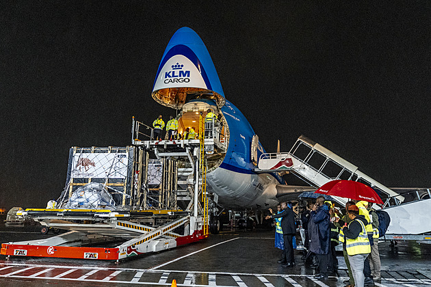 Vzácní bongové jsou po půl století zpět v Africe, pomohl Safari Park i Zoo Praha