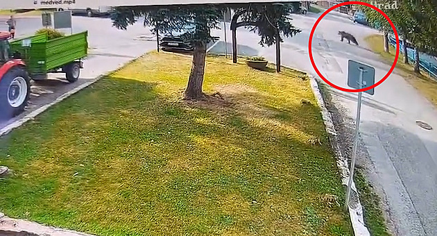 V obci na úpatí Velké Fatry přeběhl medvěd po návsi, poškrábal starší ženu