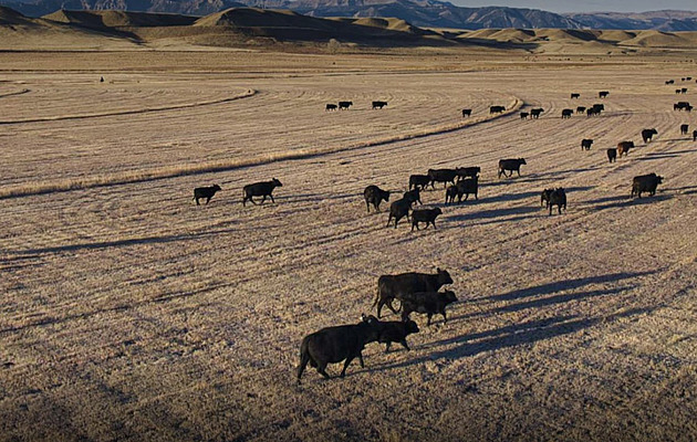 Volili Trumpa, teď ho kritizují. Američtí farmáři čelí rostoucím problémům